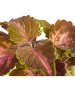 Buntnessel - Solenostemon Scutellarioides, Verschiedene Sorten -Freien Garten Rabatt Geschäft 8652299 PR DE 002 Coleus4SortenMixT12DehnerExpressZS