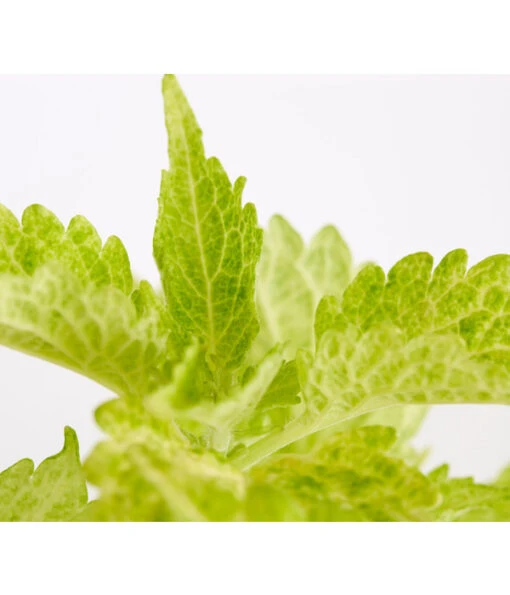 Buntnessel - Solenostemon Scutellarioides, Verschiedene Sorten -Freien Garten Rabatt Geschäft