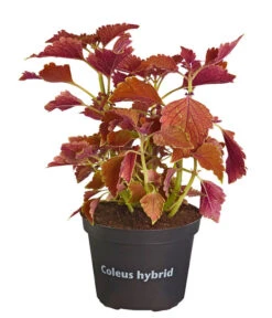 Buntnessel - Solenostemon Scutellarioides, Verschiedene Sorten -Freien Garten Rabatt Geschäft 8652299 PR FS 001 Coleus4SortenMixT12DehnerExpressZS