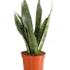 Bogenhanf - Sansevieria Zeylanica -Freien Garten Rabatt Geschäft 8670523 PR FS 001 SansevierieSansevieriaZylanicaT12DehnerExpressHerzig