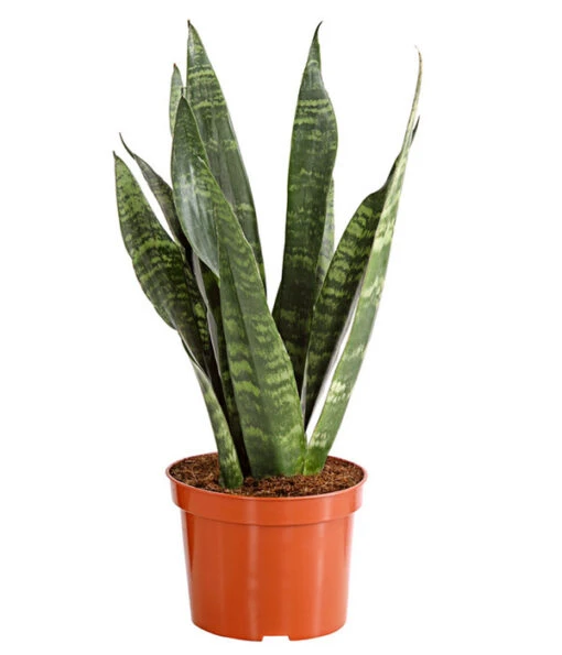 Bogenhanf - Sansevieria Zeylanica -Freien Garten Rabatt Geschäft