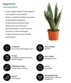 Bogenhanf - Sansevieria Zeylanica -Freien Garten Rabatt Geschäft 8670523 WE IG 001 SansevierieSansevieriaZylanicaT12DehnerExpressHerzig