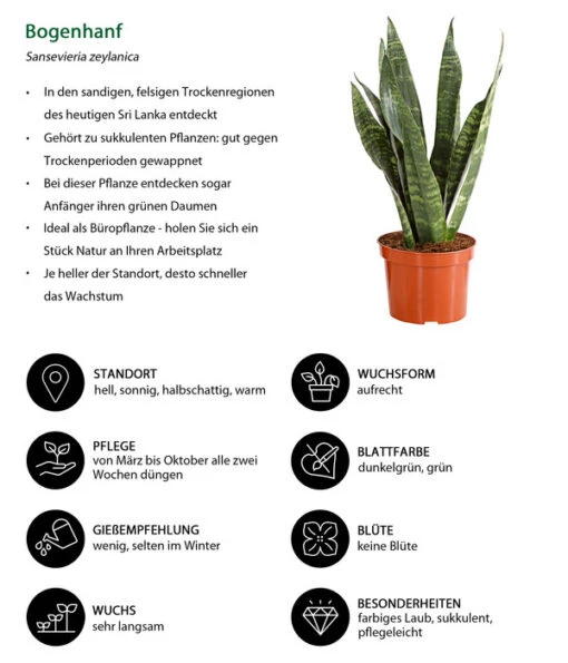 Bogenhanf - Sansevieria Zeylanica -Freien Garten Rabatt Geschäft