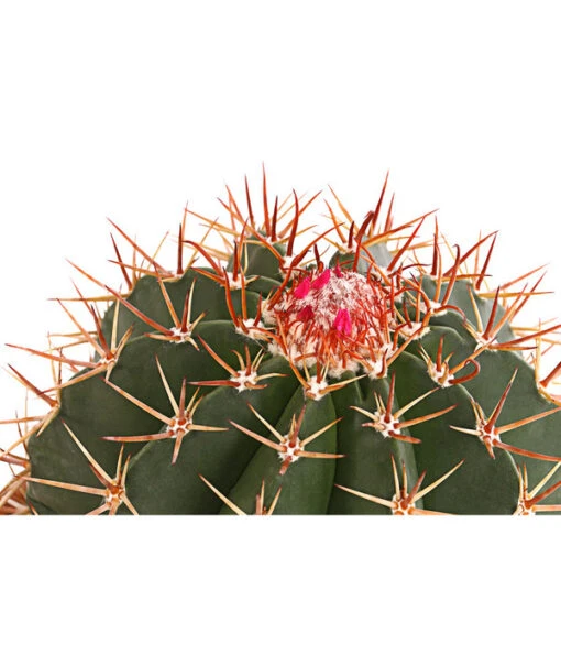 Ferokaktus - Ferocactus Stainesii -Freien Garten Rabatt Geschäft