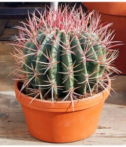 Ferokaktus - Ferocactus Stainesii -Freien Garten Rabatt Geschäft 8674806 PR MO 001 FerokaktusFerocactusStainesiiAusschnittMoodBL12