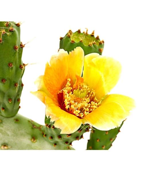 Feigenkaktus - Opuntia Indica -Freien Garten Rabatt Geschäft