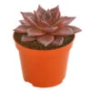 Echeverie - Echeveria Agavoides 'Taurus' -Freien Garten Rabatt Geschäft 8681017 PR FS 001 EcheveriaTaurusDehnerExpressHerzig