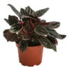 Peperomie - Peperomia Caperata 'Brasilia' -Freien Garten Rabatt Geschäft 8683146 PR FS 001 PeperomiaBrasiliaT12DehnerExpressHerzig