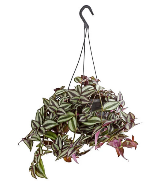 Dreimasterblume - Tradescantia Zebrina 'Violet Hill' -Freien Garten Rabatt Geschäft