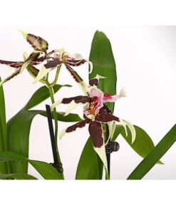 Zahnzungen-Orchidee - Odontoglossum-Hybriden, Verschiedene Sorten -Freien Garten Rabatt Geschäft 8704694 PR DE 001 Odontoglossum1TrieberT12DehnerHerzig