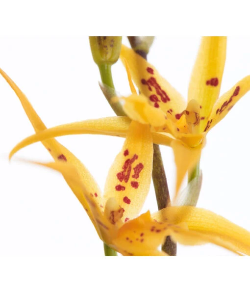 Zahnzungen-Orchidee - Odontoglossum-Hybriden, Verschiedene Sorten -Freien Garten Rabatt Geschäft