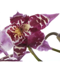 Zahnzungen-Orchidee - Odontoglossum-Hybriden, Verschiedene Sorten -Freien Garten Rabatt Geschäft 8704694 PR DE 001 OdontoglossumSortenmix1TrieberT11DehnerExpressZS