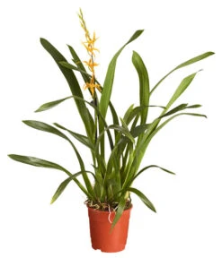 Zahnzungen-Orchidee - Odontoglossum-Hybriden, Verschiedene Sorten -Freien Garten Rabatt Geschäft 8704694 PR FS 001 OdontoglossumBrassadaMiradaSortenmix1TrieberT11DehnerExpressZS