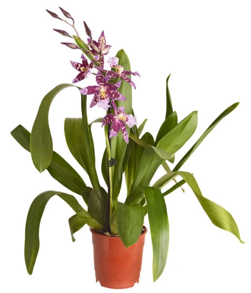 Zahnzungen-Orchidee - Odontoglossum-Hybriden, Verschiedene Sorten -Freien Garten Rabatt Geschäft