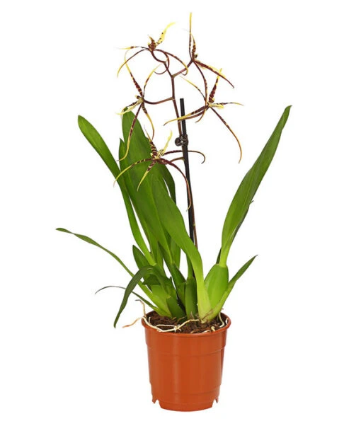 Zahnzungen-Orchidee - Odontoglossum-Hybriden, Verschiedene Sorten -Freien Garten Rabatt Geschäft 8704694 PR FS 002 Odontoglossum1TrieberT12DehnerHerzig