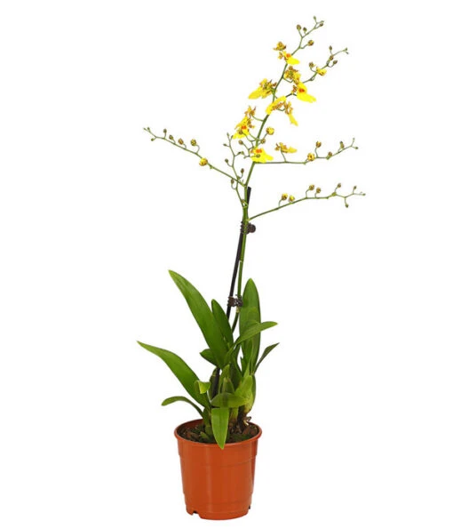 Zahnzungen-Orchidee - Odontoglossum-Hybriden, Verschiedene Sorten -Freien Garten Rabatt Geschäft 8704694 PR FS 003 Odontoglossum1TrieberT12DehnerHerzig