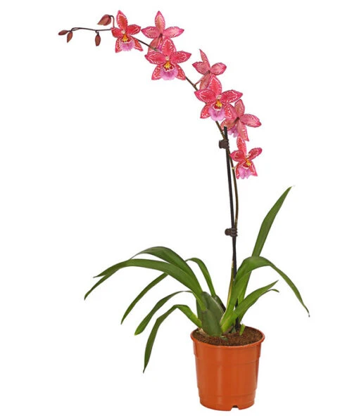 Zahnzungen-Orchidee - Odontoglossum-Hybriden, Verschiedene Sorten -Freien Garten Rabatt Geschäft 8704694 PR FS 004 Odontoglossum1TrieberT12DehnerHerzig