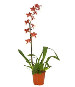 Zahnzungen-Orchidee - Odontoglossum-Hybriden, Verschiedene Sorten -Freien Garten Rabatt Geschäft 8704694 PR FS 005 Odontoglossum1TrieberT12DehnerHerzig