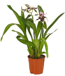 Zahnzungen-Orchidee - Odontoglossum-Hybriden, Verschiedene Sorten -Freien Garten Rabatt Geschäft 8704694 WE FS 001 Odontoglossum1TrieberT12DehnerHerzig