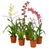 Zahnzungen-Orchidee - Odontoglossum-Hybriden, Verschiedene Sorten -Freien Garten Rabatt Geschäft 8704694 WE FS 001 Odontoglossum1TrieberT12MixbildDehnerExpressHerzig