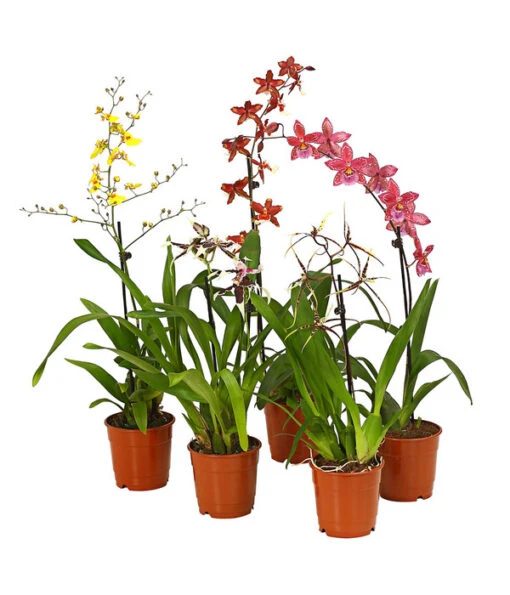 Zahnzungen-Orchidee - Odontoglossum-Hybriden, Verschiedene Sorten -Freien Garten Rabatt Geschäft