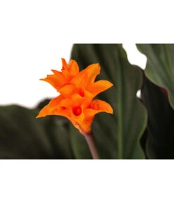 Korbmarante - Calathea Crocata -Freien Garten Rabatt Geschäft 8707523 PR DE 001 CalatheaCrocata3TrT14 DehnerExpressHerzig