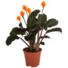 Korbmarante - Calathea Crocata -Freien Garten Rabatt Geschäft 8707523 PR FS 001 CalatheaCrocata3TrT14 DehnerExpressHerzig