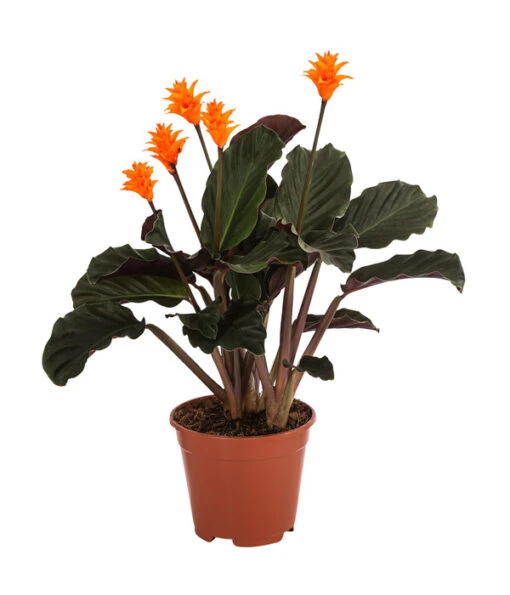 Korbmarante - Calathea Crocata -Freien Garten Rabatt Geschäft