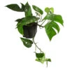 Efeutute - Epipremnum Pinnatum, Panaschiert -Freien Garten Rabatt Geschäft 8722977 WE FS 001 EpipremnumPinnatumVariegataT15