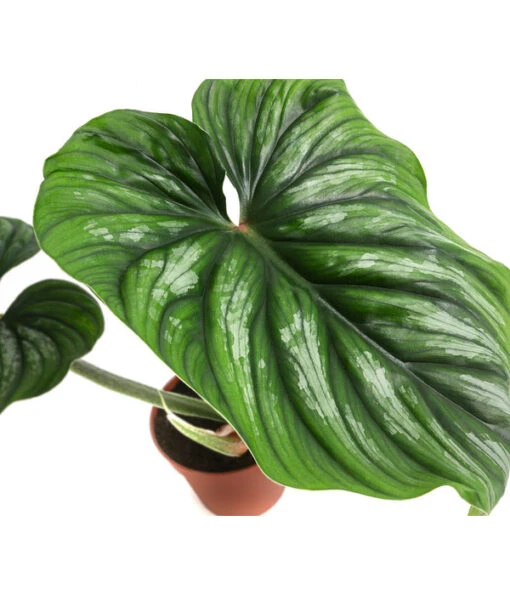 Baumfreund - Philodendron Plowmanii -Freien Garten Rabatt Geschäft 8723546 WE DE 001 PhilodendronPlowmaniiT15