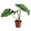 Baumfreund - Philodendron Plowmanii -Freien Garten Rabatt Geschäft 8723546 WE FS 001 PhilodendronPlowmaniiT15