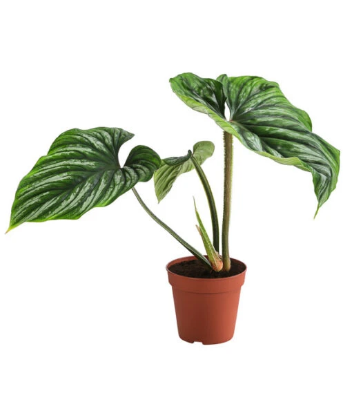 Baumfreund - Philodendron Plowmanii -Freien Garten Rabatt Geschäft 8723546 WE FS 001 PhilodendronPlowmaniiT15