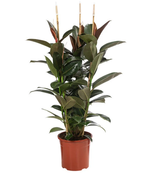 Gummibaum - Ficus Elastica 'Melany' -Freien Garten Rabatt Geschäft 8729410 WE FS 001 FicusElasticaMelanyT22