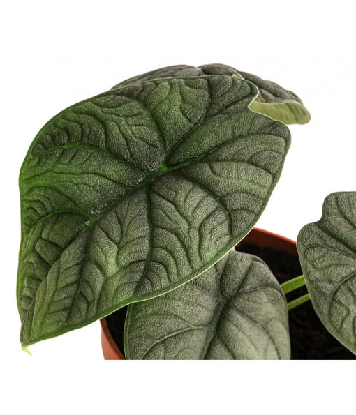 Pfeilblatt - Alocasia 'Melo' -Freien Garten Rabatt Geschäft 8731564 WE DE 001 Alocasia Melo T14