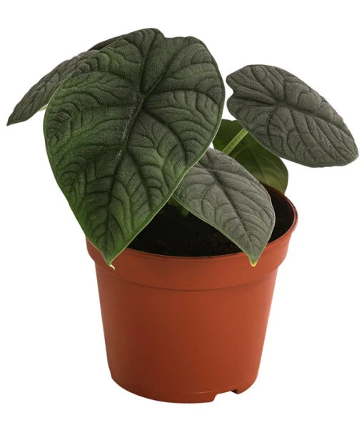 Pfeilblatt - Alocasia 'Melo' -Freien Garten Rabatt Geschäft 8731564 WE FS 001 Alocasia Melo T 14