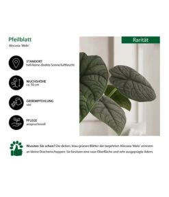 Pfeilblatt - Alocasia 'Melo' -Freien Garten Rabatt Geschäft 8731564 WE IG 001 PfeilblattAlocasiaMelo