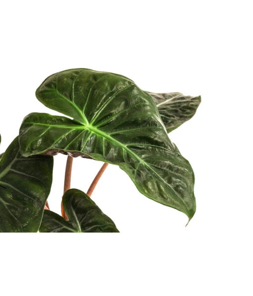 Pfeilblatt - Alocasia Baginda 'Pink Dragon' -Freien Garten Rabatt Geschäft 8742082 WE DE 001 AlocasiaPinkDragonT11