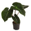 Pfeilblatt - Alocasia Baginda 'Pink Dragon' -Freien Garten Rabatt Geschäft 8742082 WE FS 001 AlocasiaPinkDragonT11