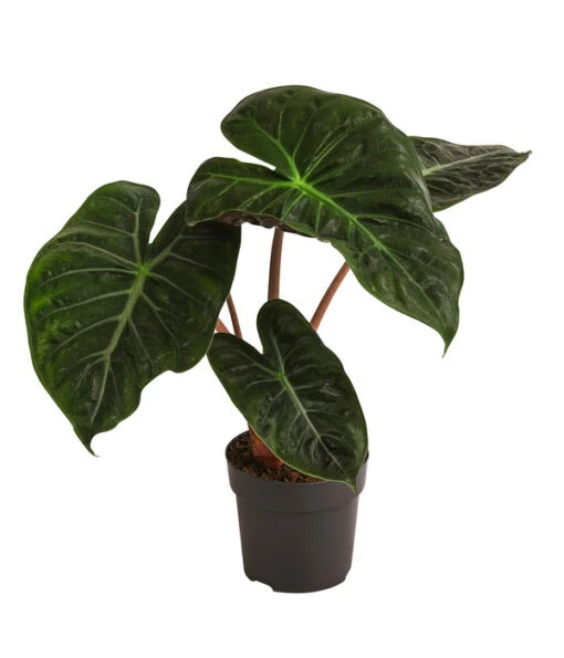 Pfeilblatt - Alocasia Baginda 'Pink Dragon' -Freien Garten Rabatt Geschäft 8742082 WE FS 001 AlocasiaPinkDragonT11