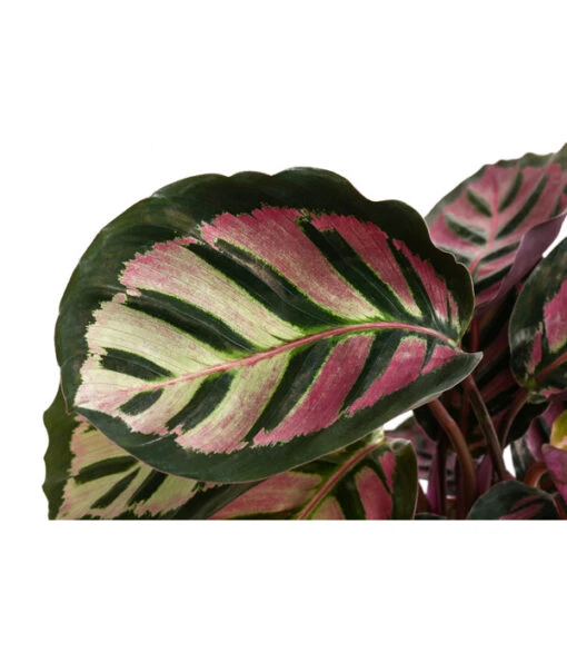 Korbmarante - Calathea Roseopicta 'Cora' -Freien Garten Rabatt Geschäft 8742264 WE DE 001 KorbmaranteCalatheaCoraT12