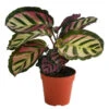 Korbmarante - Calathea Roseopicta 'Cora' -Freien Garten Rabatt Geschäft 8742264 WE FS 001 KorbmaranteCalatheaCoraT12