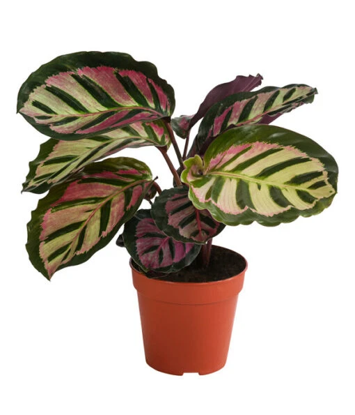 Korbmarante - Calathea Roseopicta 'Cora' -Freien Garten Rabatt Geschäft 8742264 WE FS 001 KorbmaranteCalatheaCoraT12