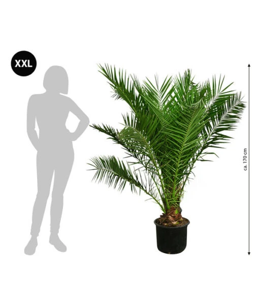 XXL Kanarische Dattelpalme, Ca. 170 Cm -Freien Garten Rabatt Geschäft 8753063 WE BG 001 XXLKanarischeDattelpalme170cm