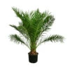 XXL Kanarische Dattelpalme, Ca. 170 Cm -Freien Garten Rabatt Geschäft 8753063 WE FS 002 PhoenixCanariensis70L DattelpalmeXXL