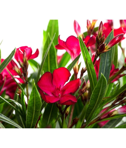 Oleander, Solitärbusch -Freien Garten Rabatt Geschäft 8753105 WE DE 001 NeriumOleanderBuschRotT30