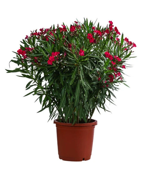 Oleander, Solitärbusch -Freien Garten Rabatt Geschäft 8753105 WE FS 001 NeriumOleanderBuschRotT30