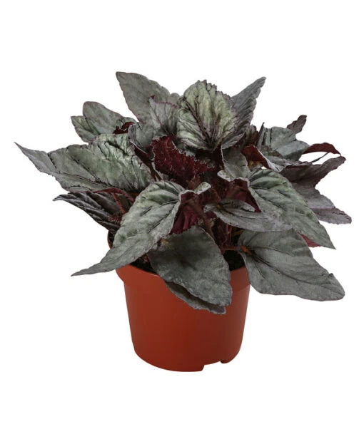 Blattbegonie - Begonia Rex-Hybride 'Arctic Breeze' -Freien Garten Rabatt Geschäft 8760985 WE FS 001 BegoniaArcticBreeze Blattbegonie