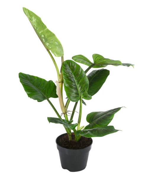 Baumfreund - Philodendron Subhastatum -Freien Garten Rabatt Geschäft 8763633 WE FS 002 PhilodendronSubhastatum