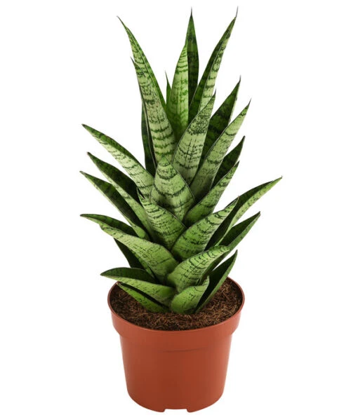 Bogenhanf - Sansevieria-Hybride 'Tough Lady' -Freien Garten Rabatt Geschäft