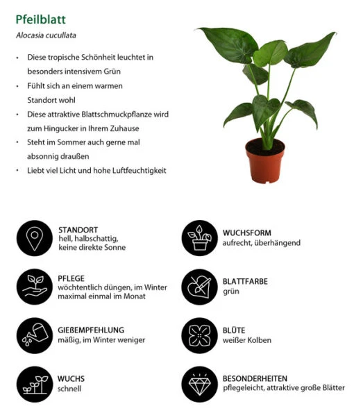 Pfeilblatt - Alocasia Cucullata -Freien Garten Rabatt Geschäft 8772881 WE IG 001 PfeilblattT12